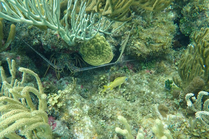 Starfish Point, Stingray City & Coral Garden (3-STOP Adventure)