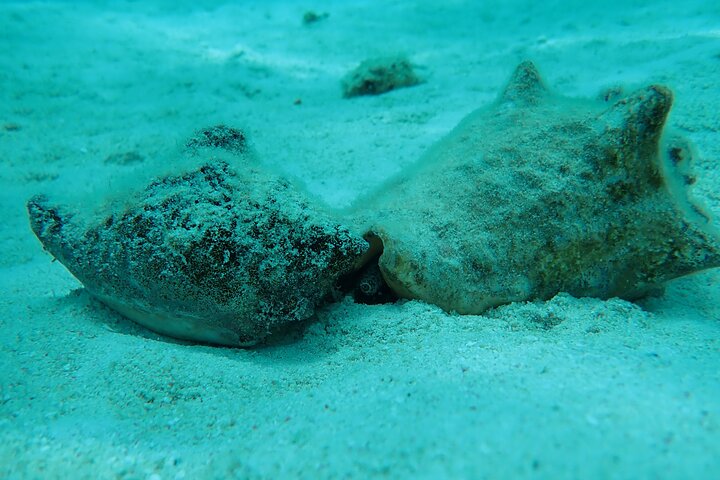 Starfish Point, Stingray City & Coral Garden (3-STOP Adventure)