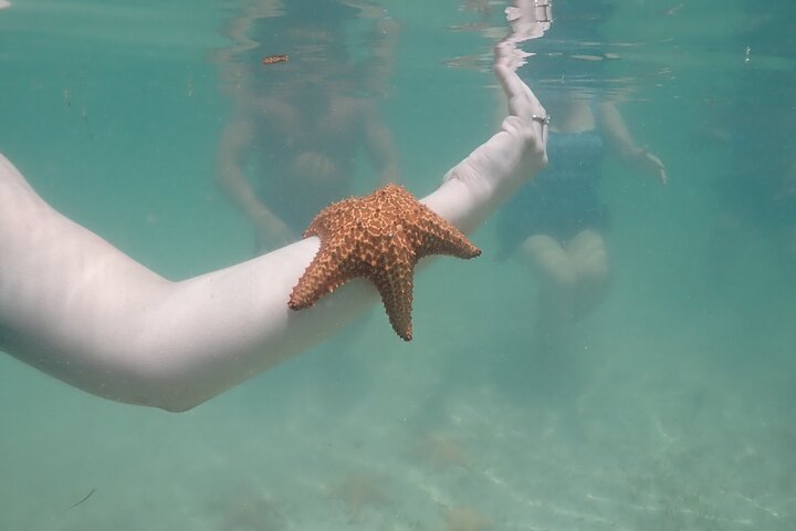 Starfish Point, Stingray City & Coral Garden (3-STOP Adventure)