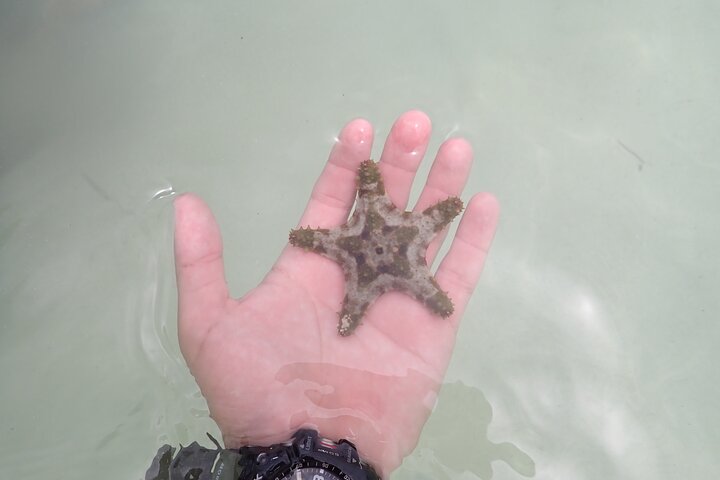 Starfish Point, Stingray City & Coral Garden (3-STOP Adventure)