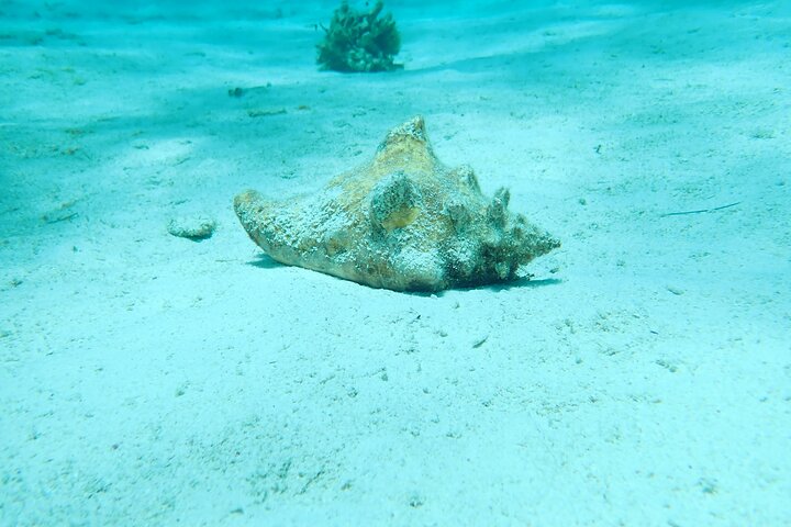Starfish Point, Stingray City & Coral Garden (3-STOP Adventure)