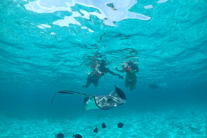 Starfish Point, Stingray City & Coral Garden (3-STOP Adventure)