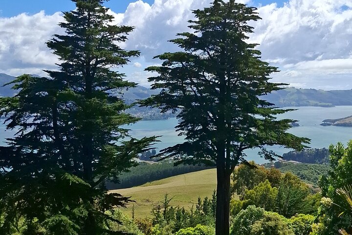 Private Dunedin & Otago Peninsula Tours Up to 4 people