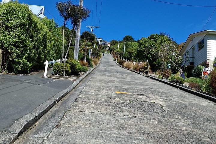 Private Dunedin & Otago Peninsula Tours Up to 4 people