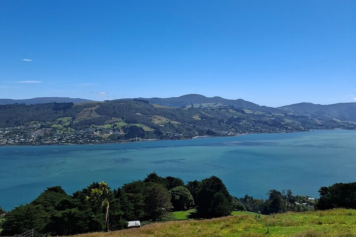 Private Dunedin & Otago Peninsula Tours Up to 4 people