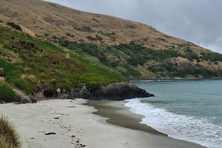 Private Dunedin & Otago Peninsula Tours Up to 4 people