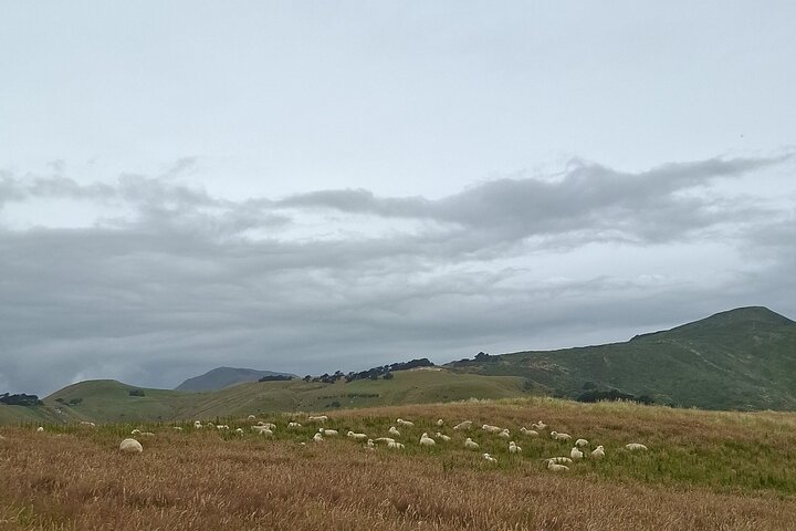 Private Dunedin & Otago Peninsula Tours Up to 4 people