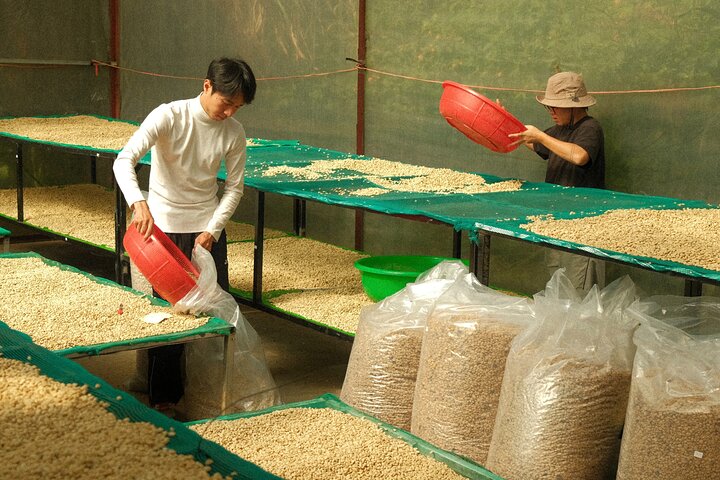 Coffee Farm Tour with Roasting & Tasting Workshop - Da Lat