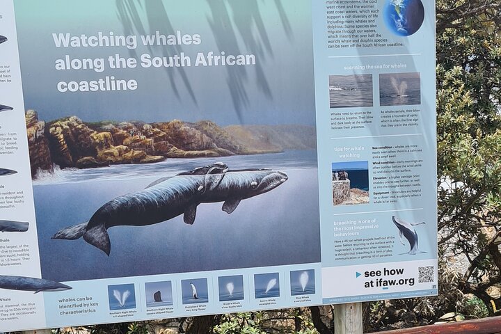 Cape Town Whale Watching Activity in Hermanus