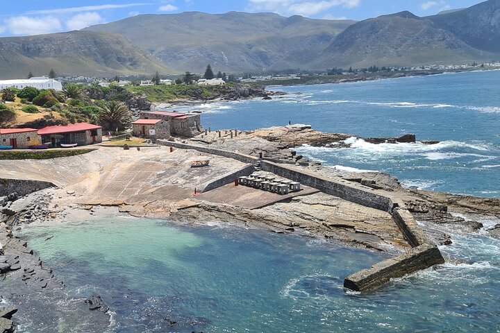 Cape Town Whale Watching Activity in Hermanus