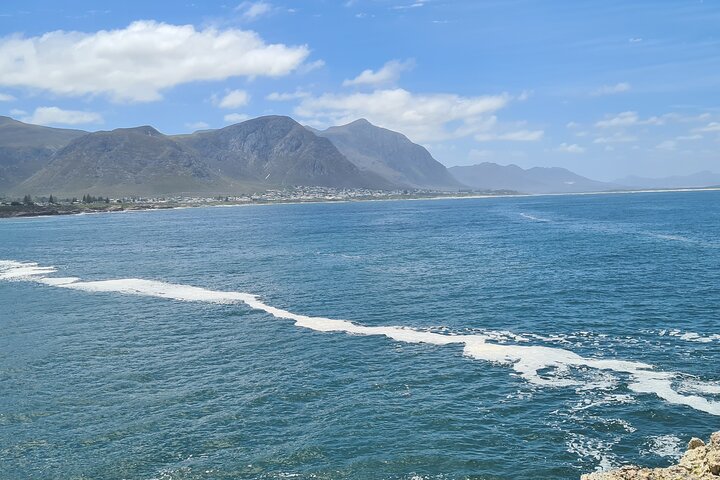Cape Town Whale Watching Activity in Hermanus