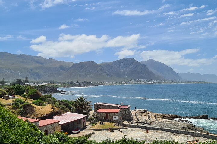 Cape Town Whale Watching Activity in Hermanus