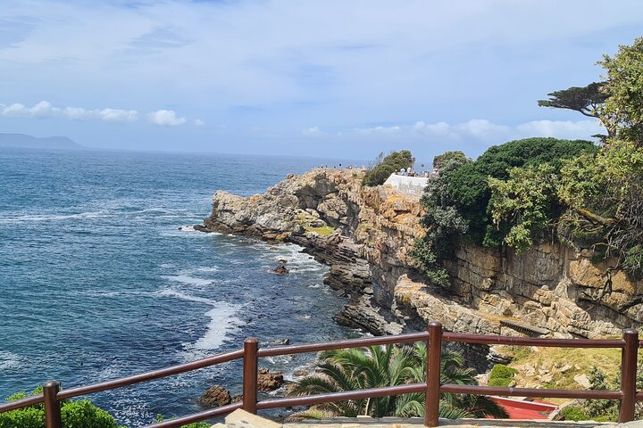 Cape Town Whale Watching Activity in Hermanus