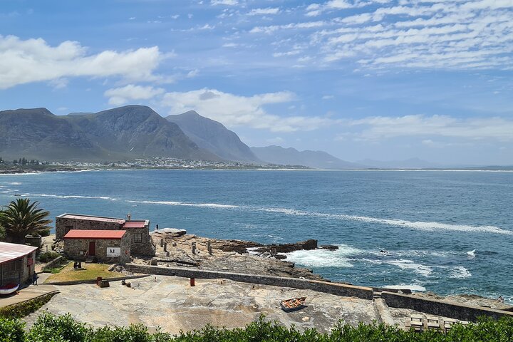 Cape Town Whale Watching Activity in Hermanus