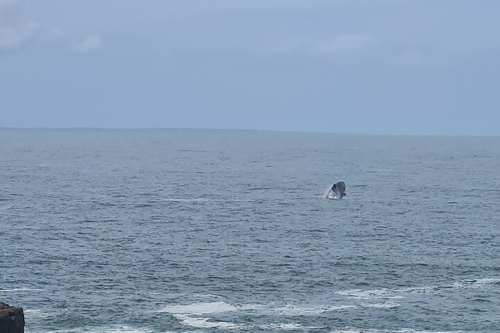 Cape Town Whale Watching Activity in Hermanus