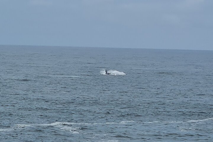 Cape Town Whale Watching Activity in Hermanus