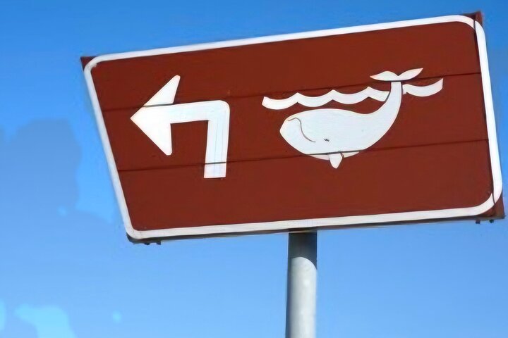 Cape Town Whale Watching Activity in Hermanus
