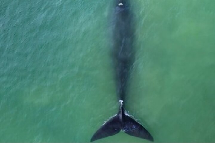 Cape Town Whale Watching Activity in Hermanus