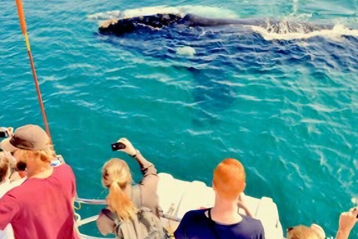 Cape Town Whale Watching Activity in Hermanus