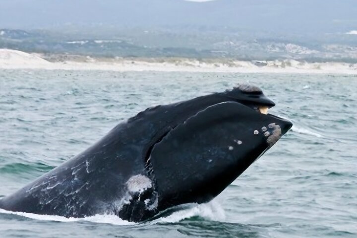 Cape Town Whale Watching Activity in Hermanus