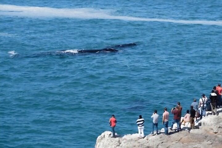 Cape Town Whale Watching Activity in Hermanus