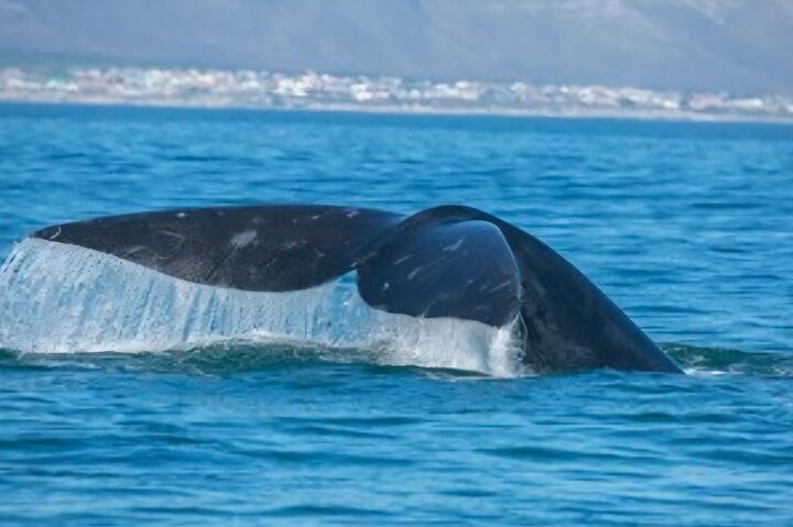 Cape Town Whale Watching Activity in Hermanus
