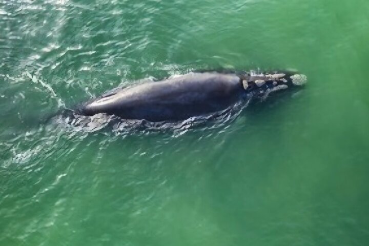 Cape Town Whale Watching Activity in Hermanus