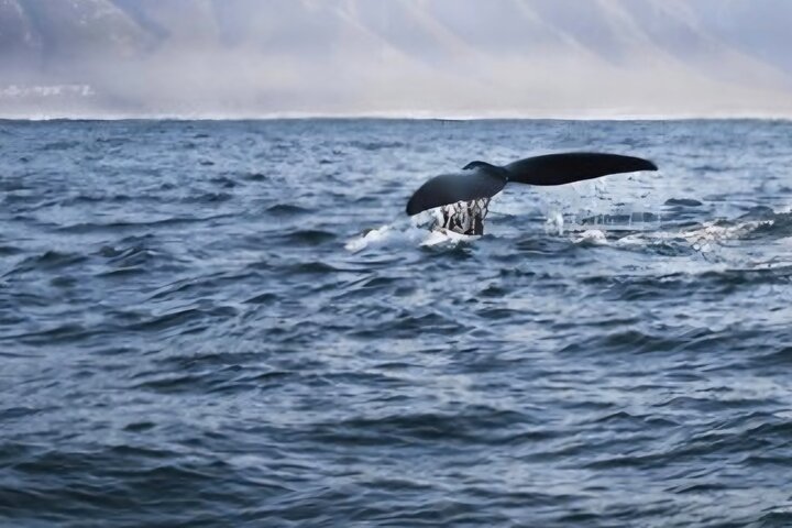 Cape Town Whale Watching Activity in Hermanus