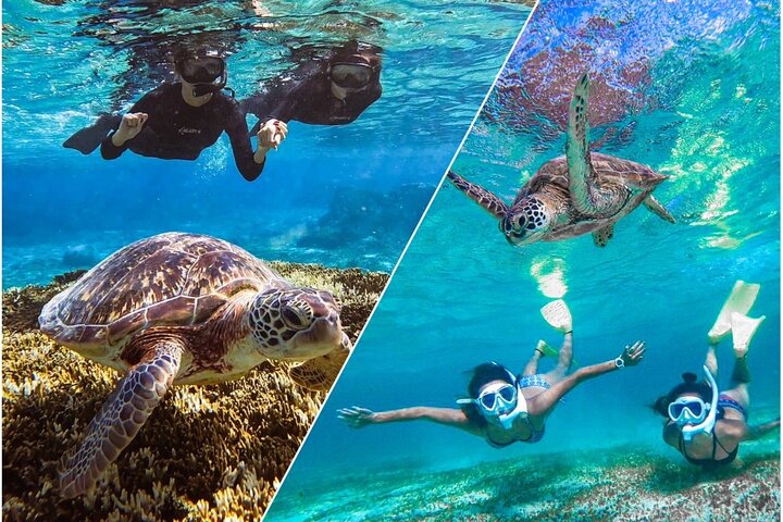 Okinawa Miyako Sea turtle Snorkeling Free Pick up and Drop off
