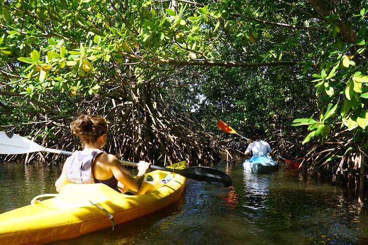Guided Kayaking Tour of the Mitan Pond and its Mangrove
