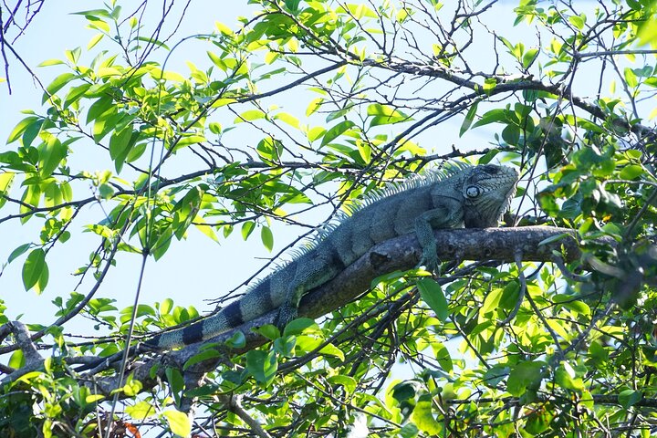 Guided Kayaking Tour of the Mitan Pond and its Mangrove