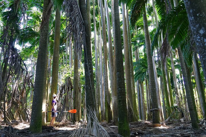 Guided Kayaking Tour of the Mitan Pond and its Mangrove