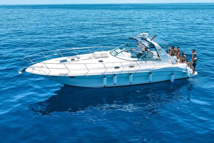 Whale and Dolphin Watching Tour in Madeira