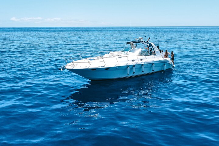 Whale and Dolphin Watching Tour in Madeira
