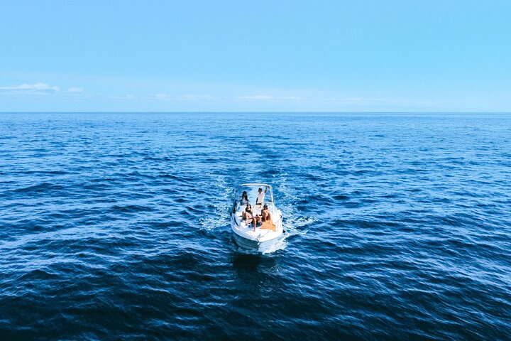 Whale and Dolphin Watching Tour in Madeira
