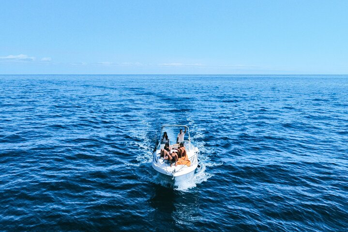 Whale and Dolphin Watching Tour in Madeira