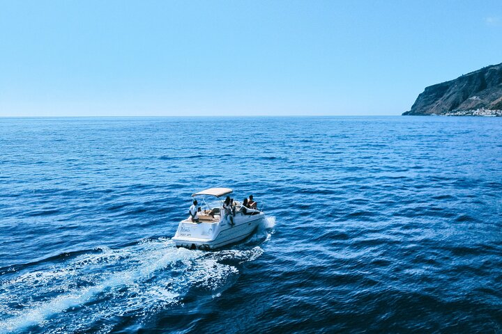 Whale and Dolphin Watching Tour in Madeira