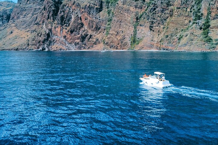 Whale and Dolphin Watching Tour in Madeira