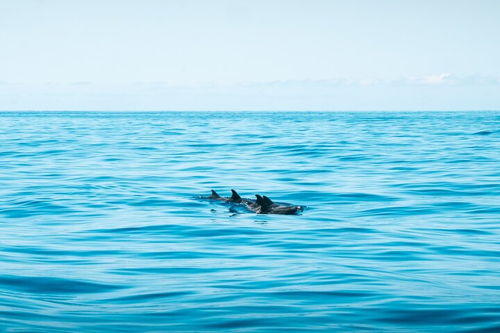 Whale and Dolphin Watching Tour in Madeira