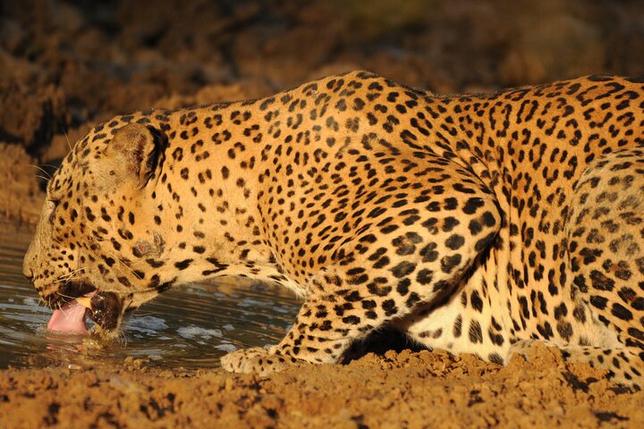 Yala National Park Full Day Safari Tour