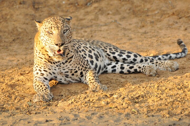Yala National Park Full Day Safari Tour