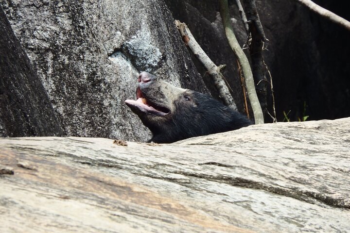 Yala National Park Full Day Safari Tour