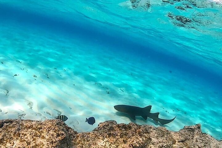 5 Tours in 1 : Johnny Cay, Haynes Cay Aquarium, Bahia and Mangroves