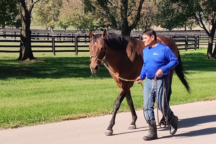 Half-Day Thoroughbred Horse Farm Tour in Kentucky