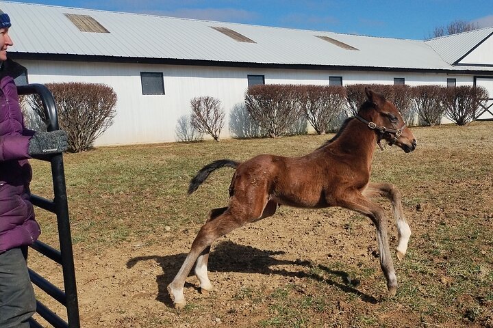 Half-Day Thoroughbred Horse Farm Tour in Kentucky