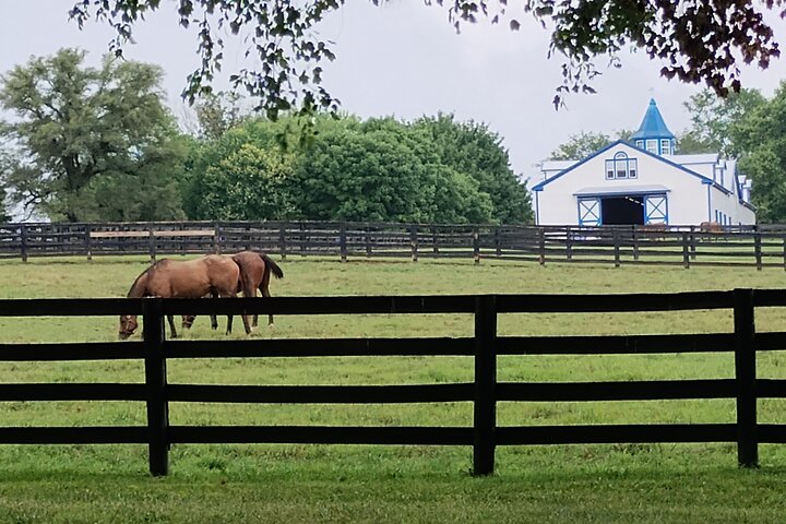 Half-Day Thoroughbred Horse Farm Tour in Kentucky