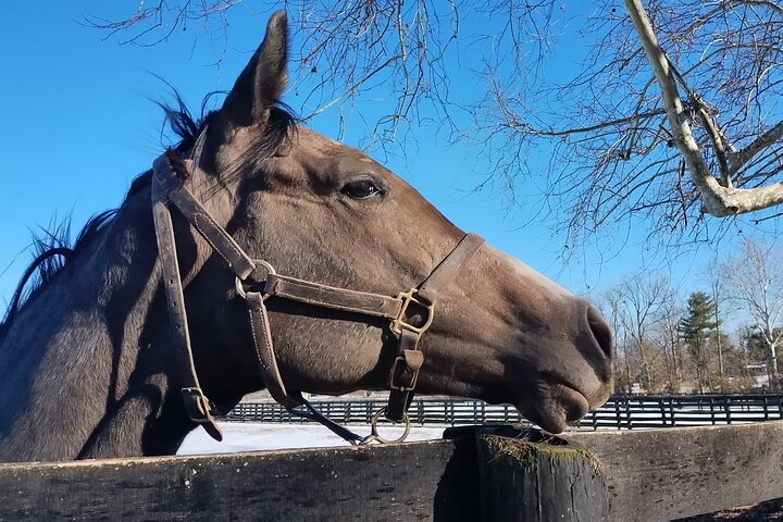 Half-Day Thoroughbred Horse Farm Tour in Kentucky