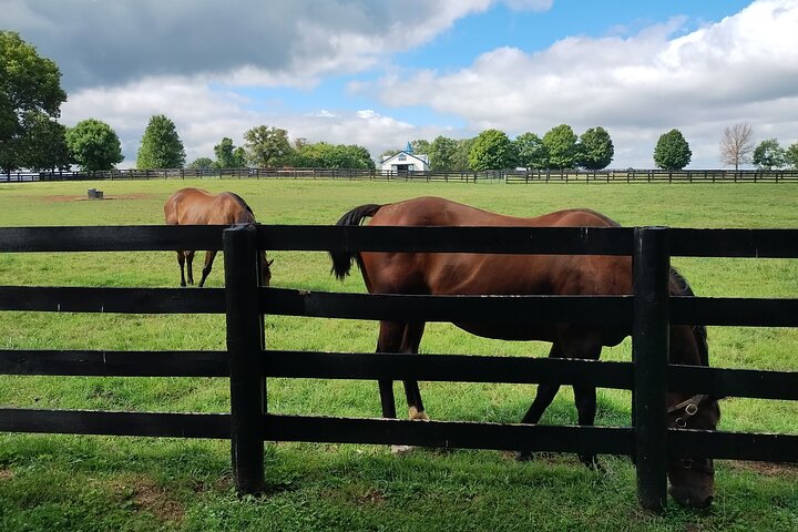 Half-Day Thoroughbred Horse Farm Tour in Kentucky