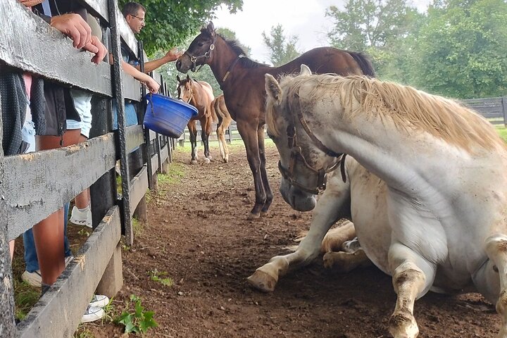 Half-Day Thoroughbred Horse Farm Tour in Kentucky