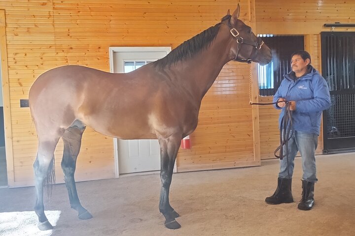 Half-Day Thoroughbred Horse Farm Tour in Kentucky